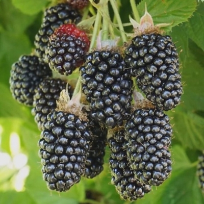 Ежевика Холлс Бьюти (коробка) 1шт (Поиск)