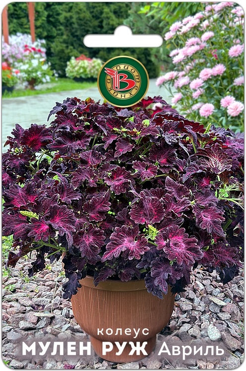 Колеус Мулен Руж Авриль компактный фистончатолистный 10шт (Биотехника)