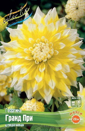 Георгина Гранд При 1шт (Колорлайн)