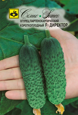 Огурец Директор F1 (Семко)