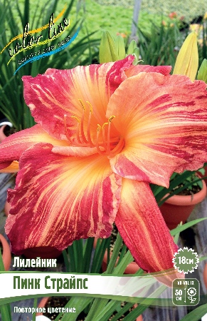 Лилейник Пинк Страйпс 1шт (Колорлайн)