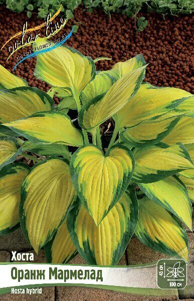 Хоста Оранж Мармелад 1шт (Колорлайн)