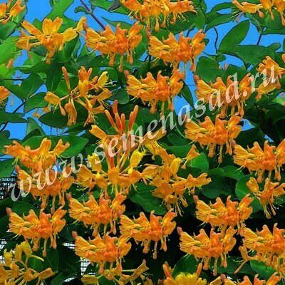 Жимолость Тельмана 1шт (Поиск)