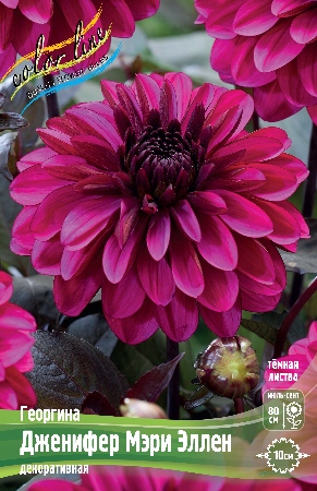 Георгина Дженифер Мэри Эллен 1шт (Колорлайн)