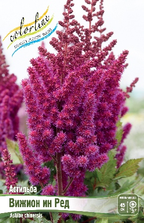 Астильба Вижион Ин Ред 2/3 1шт (Колорлайн)