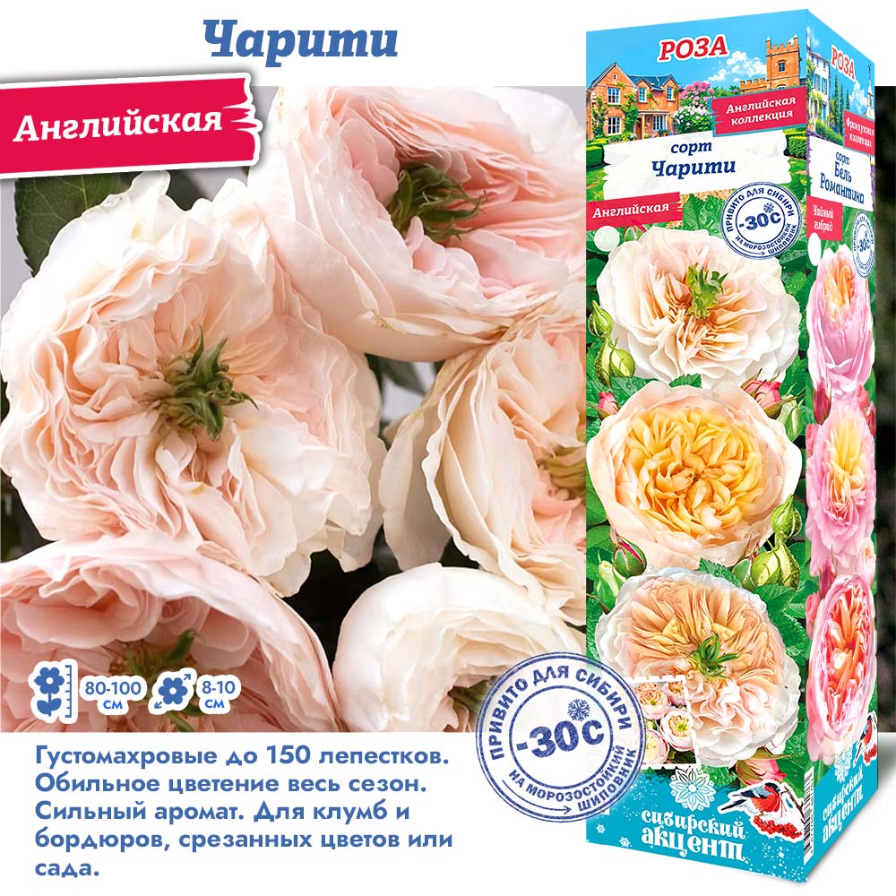 Роза Чарити (Английская) 1шт (Сиб сад)