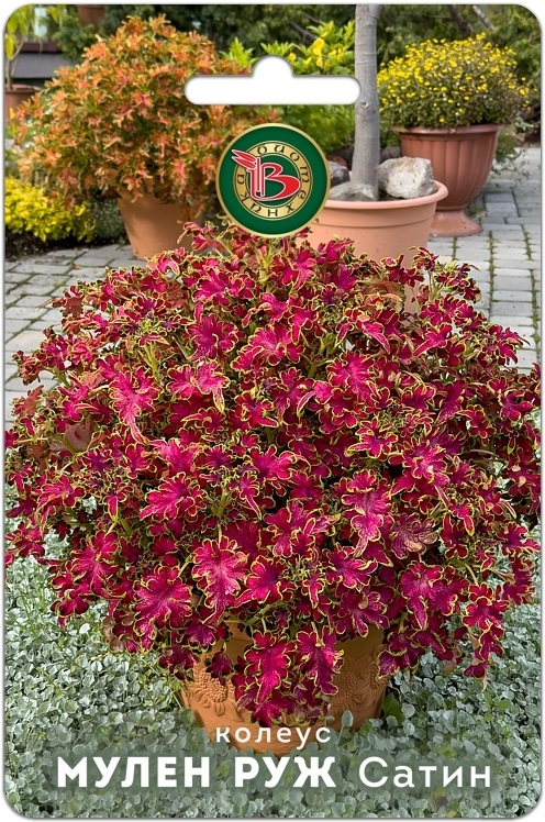 Колеус Мулен Руж Сатин компактный фистончатолистный 10шт (Биотехника)
