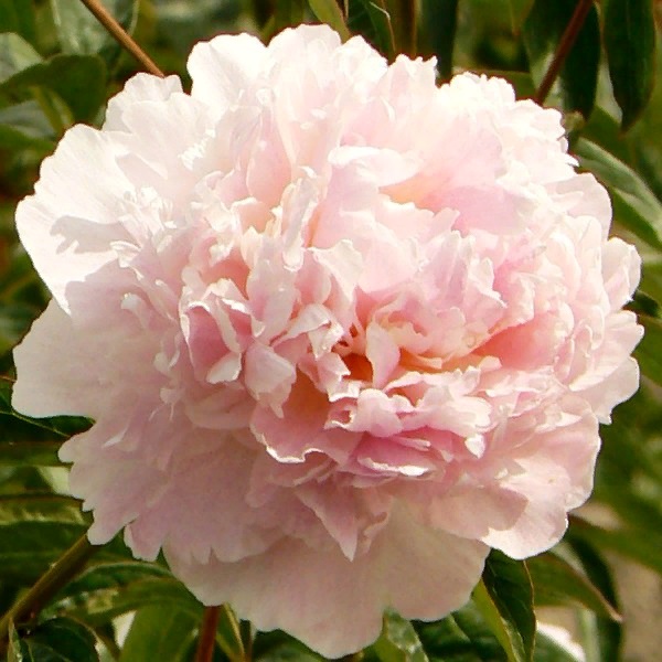 Пион Шифон Парфе 2/3 1шт (Поиск)