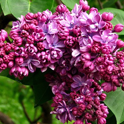 Сирень Виолетта 1шт (Поиск)