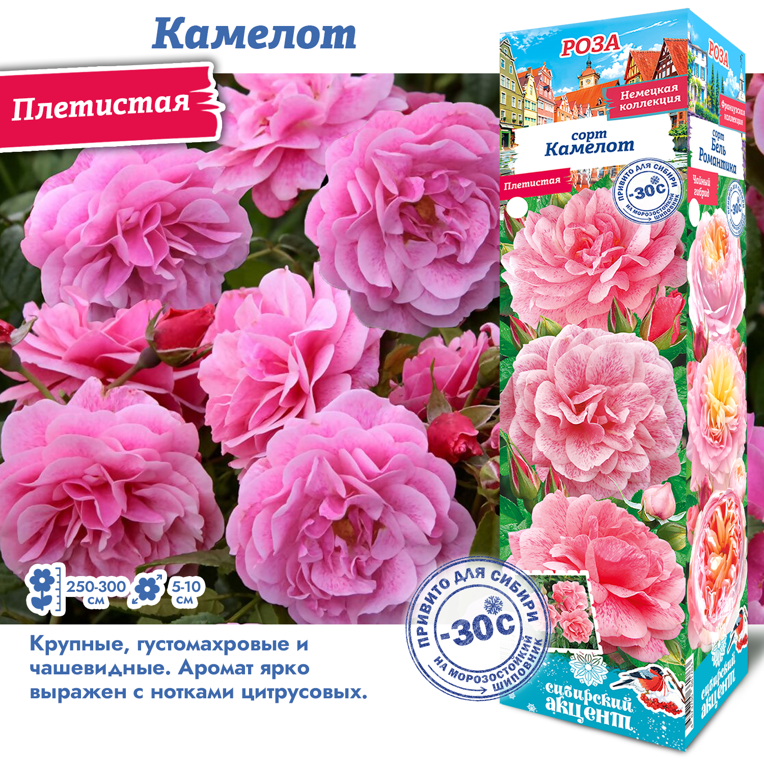 Роза Камелот (Плетистая) 1шт (Сиб сад)