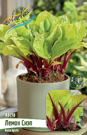 Хоста Лемон Снэп 1шт (Колорлайн)