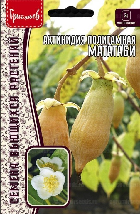 Актинидия полигамная Мататаби многолетник  20шт (Ред.Сем)