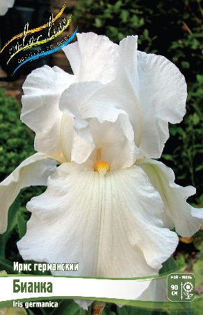 Ирис Бианка (Германский) 1шт (Колорлайн)