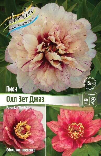 Пион Олл зет Джаз (ИТО) 2/3 1шт (Колорлайн)