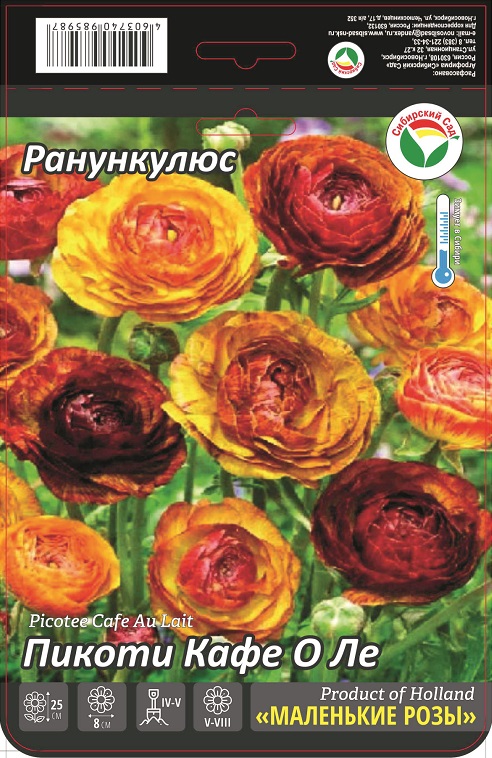 Ранункулюс Пикоти Кафе о Ле 6/7 15шт (Сиб сад)