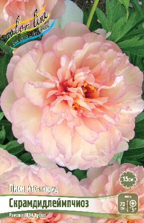 Пион Скрамдидлеймпчиоз (ИТО) 2/3 1шт (Колорлайн)