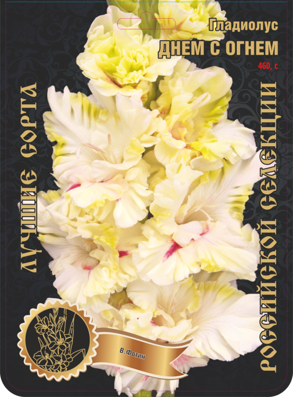 Гладиолус Днем с Огнем 460,Фотин Экстра 1шт (Ф)