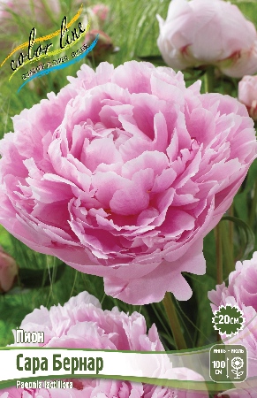 Пион Сара Бернар 3/5 1шт (Колорлайн)