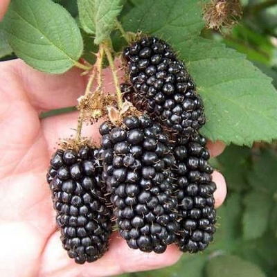 Ежевика Коламбия Санрайз (коробка) 1шт (Поиск)