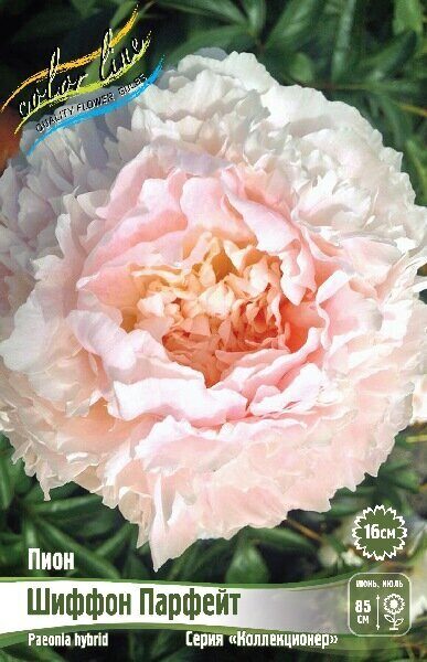 Пион Шиффон Парфейт 2/3 1шт (Колорлайн)