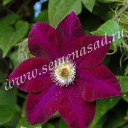 Клематис Мазовше (коробка) 1шт (Поиск)