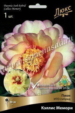 Пион Кэллис Мемори (ИТО) 2/3 1шт (Поиск)