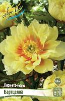 Пион Бартцелла (ИТО) 2/3 1шт (Колорлайн)