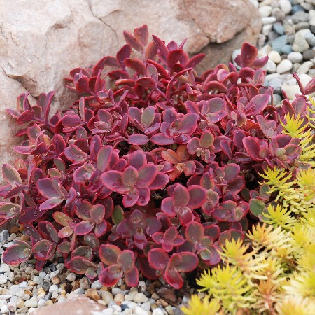 Очиток Уайлдфайр*SunSparkler 1шт (Колорлайн)