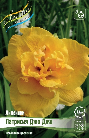 Лилейник Патрисия Джо Джо 1шт (Колорлайн)