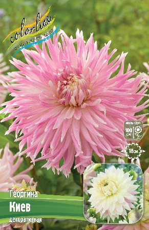 Георгина Киев 1шт (Колорлайн)