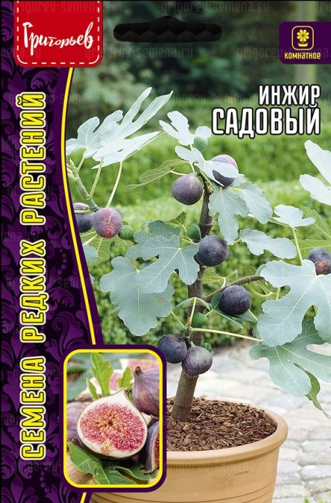 Инжир Садовый (Фиговое дерево) комнатное 30шт (Ред.Сем.)