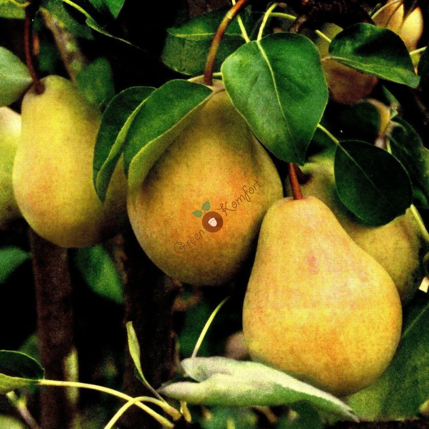 Груша Купава (саженец с этикеткой) 1шт (Сиб сад)