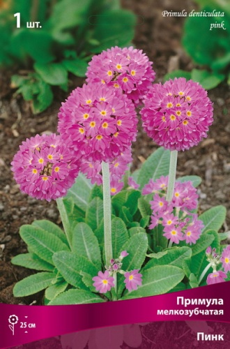 Примула Пинк 1шт (Поиск)