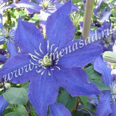 Клематис Рапсоди (коробка) 1шт (Поиск)