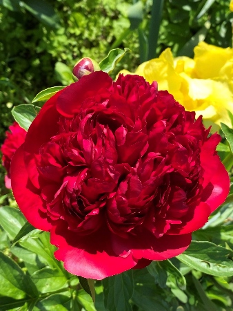 Пион Кристмас Велвет 2/3 1шт (Колорлайн)