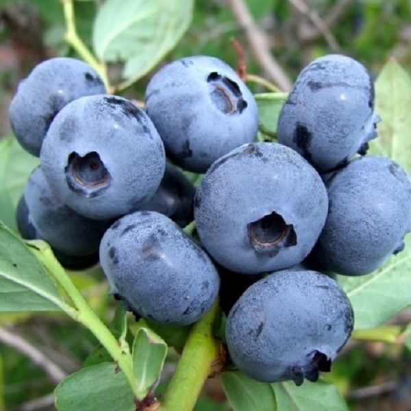 Голубика Спартан (коробка) 1шт (Поиск)