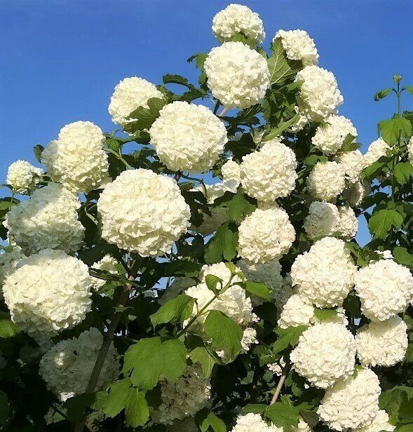 Калина Розеум 1шт (Поиск)