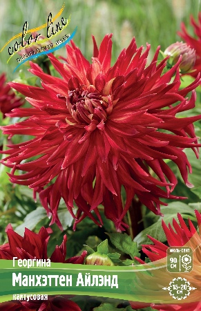 Георгина Манхэттен Айлэнд 1шт (Колорлайн)