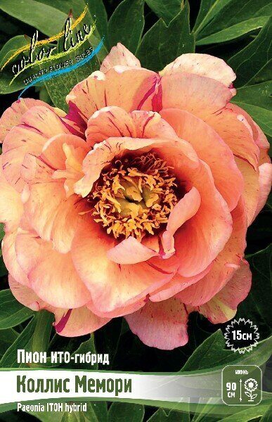 Пион Коллис Мемори (ИТО) 2/3 1шт (Колорлайн)