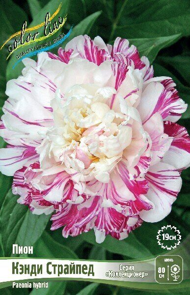 Пион Кэнди Страйпед 2/3 1шт (Колорлайн)