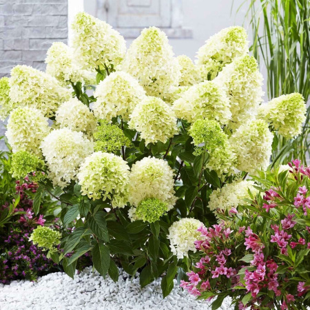 Гортензия Скайфолл (Метельчатая) 1шт (Поиск)