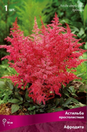 Астильба Афродита 1шт (Поиск)