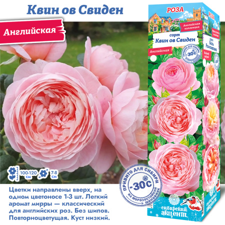 Роза Квин ов Свиден (Английская) 1шт (Сиб сад)