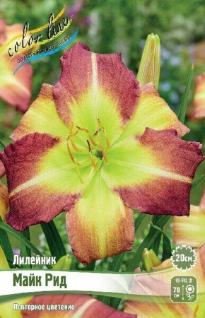 Лилейник Майк Рид 1шт (Колорлайн)