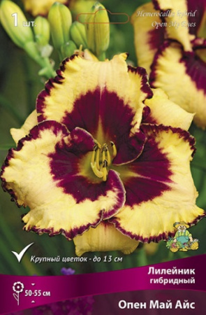 Лилейник Опен Май Айс 1шт (Поиск)