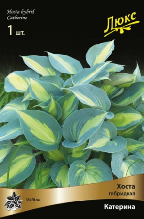 Хоста Катерина 1шт (Поиск)