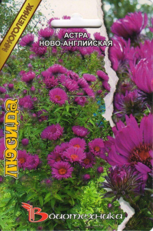 Астра Люсида новоанглийская 40шт (Биотехника)