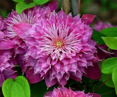 Клематис Кайзер (коробка) 1шт (Поиск)