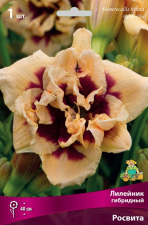 Лилейник Росвита 1шт (Поиск)