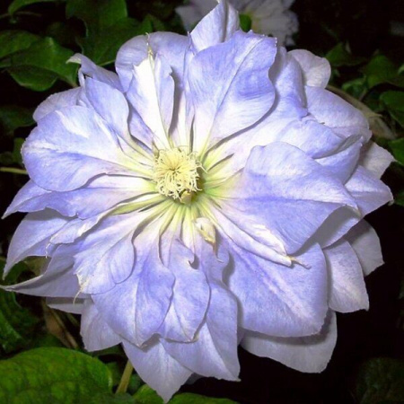 Клематис Блю Даймонд (капер) 1шт (Поиск)